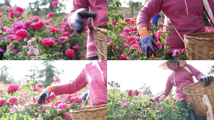 花农采摘可食用玫瑰花4K30P