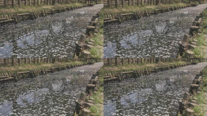 Kawagoe Saitama的樱花