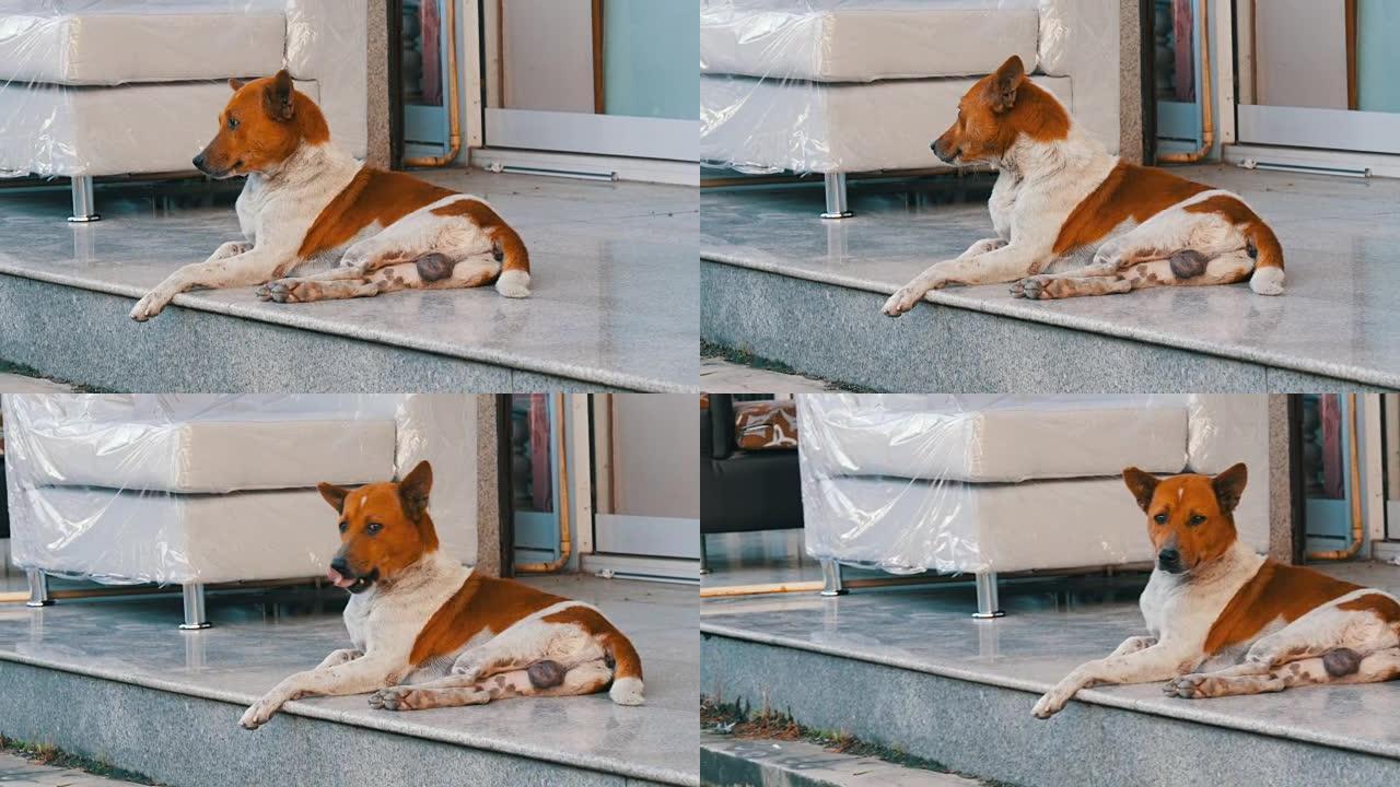 白褐色流浪狗躺在一家家具店的街道上，靠着白色沙发