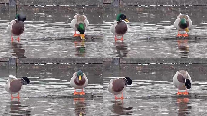 雪灾期间德国慕尼黑的两只鸭子