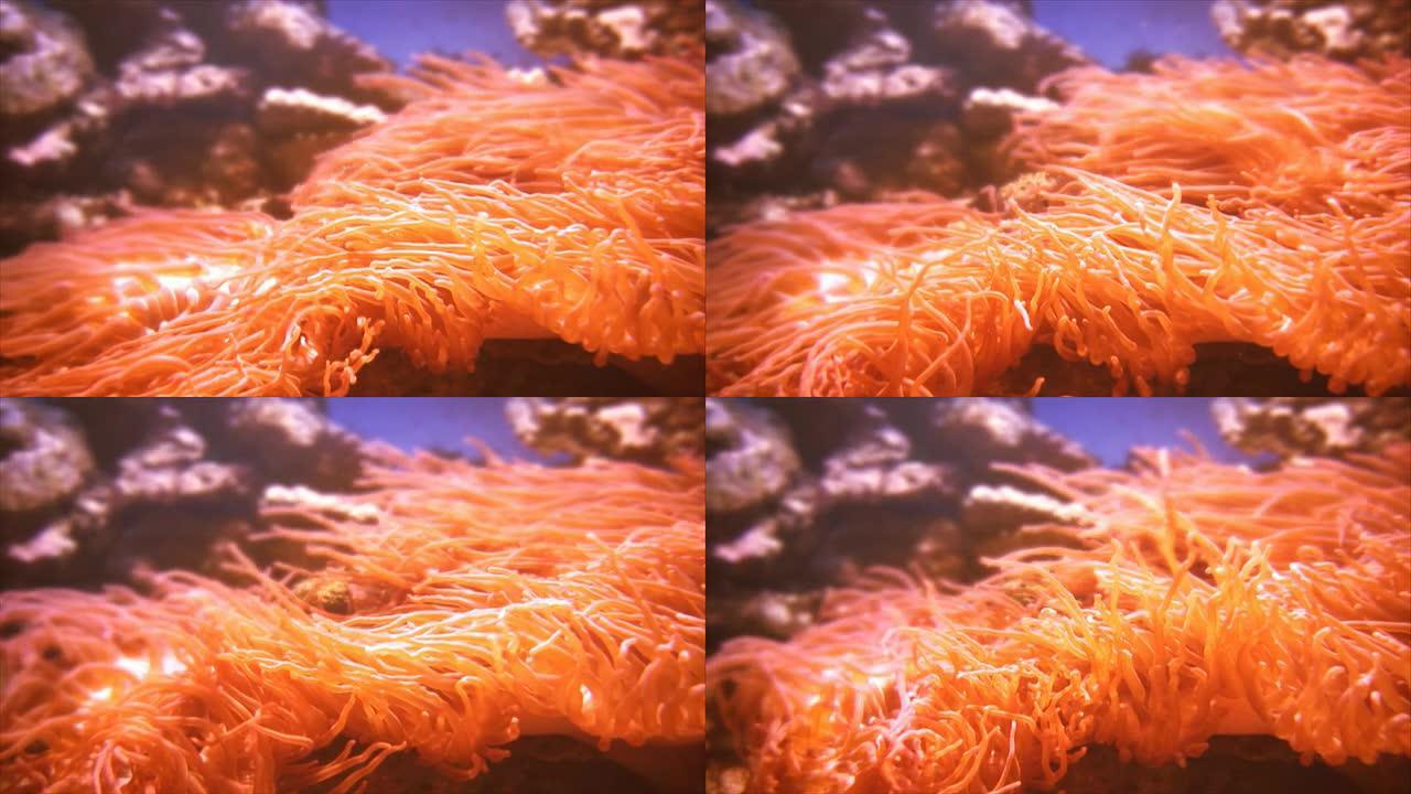 橙色海葵版本A-HD