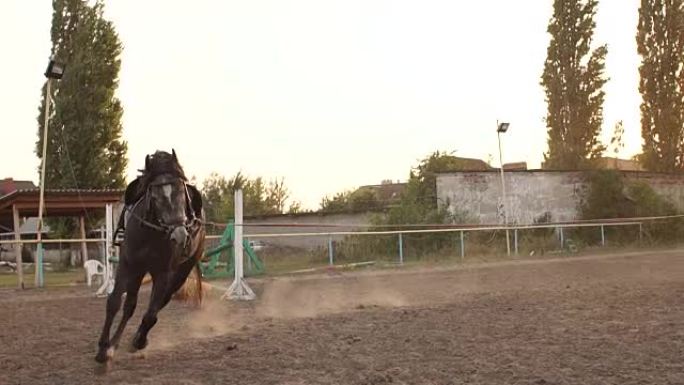 训练马在一个小圈子里跑步。
