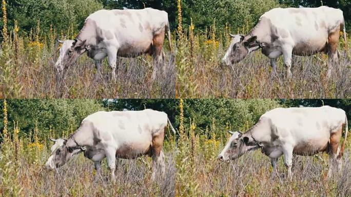 白大牛在草地上吃草