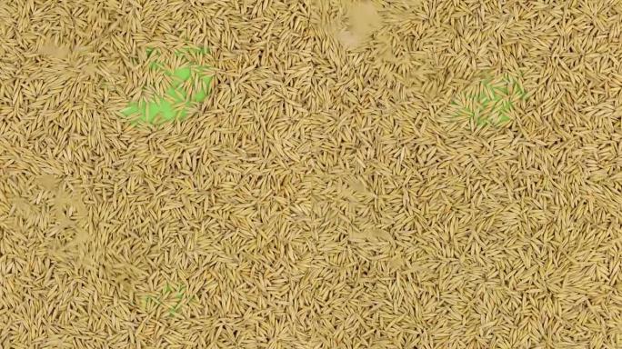 燕麦颗粒落在旋转的绿色屏幕上，充满了完整的燕麦背景