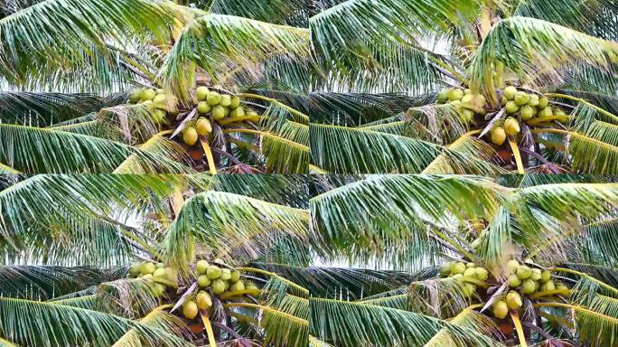 从椰子树下看。岛上种植椰子或椰子树，在农业概念中，海风吹动叶子。
