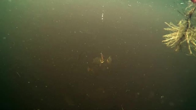一群食人鱼在水下攻击鱼钩上的新鲜肉饵。