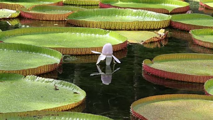 Giant water lily in Botanical Garden. Island Mauri