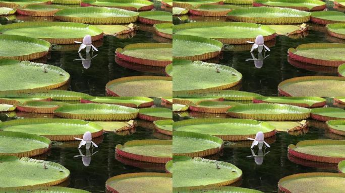 Giant water lily in Botanical Garden. Island Mauri