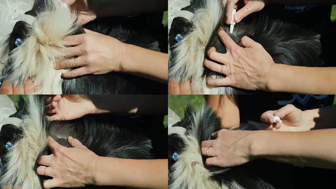 在狗的毛皮上涂抹药物特写。对寄生虫、跳蚤和蜱的治疗