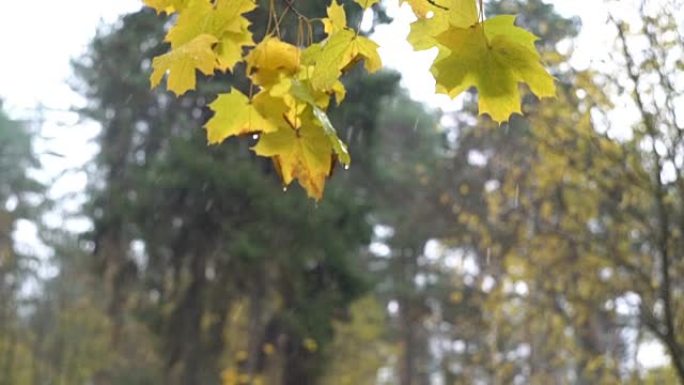 秋到冬，黄叶下飘雪，气候变化，季节性，不寻常