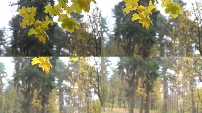 秋到冬，黄叶下飘雪，气候变化，季节性，不寻常