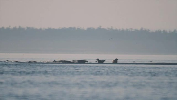 海豹突击队一次从岸上碰到海水，害怕捕食者