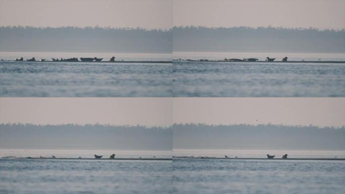海豹突击队一次从岸上碰到海水，害怕捕食者