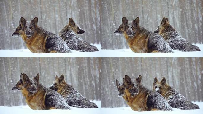 牧羊犬。牧羊犬在雪地里奔跑