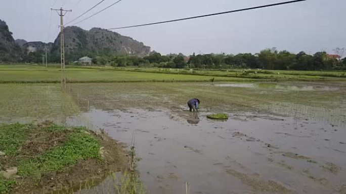 在稻田里种水稻