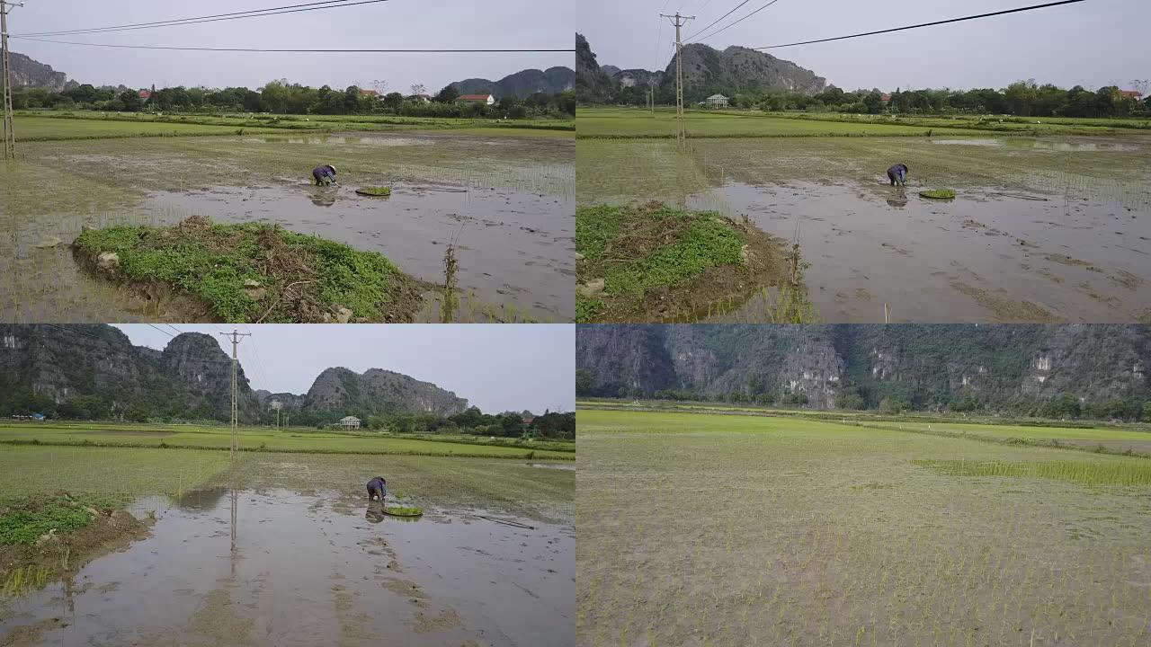 在稻田里种水稻