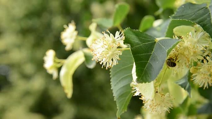 菩提树与蜜蜂的花朵，放大