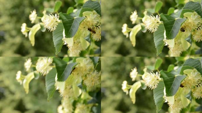 菩提树与蜜蜂的花朵，放大