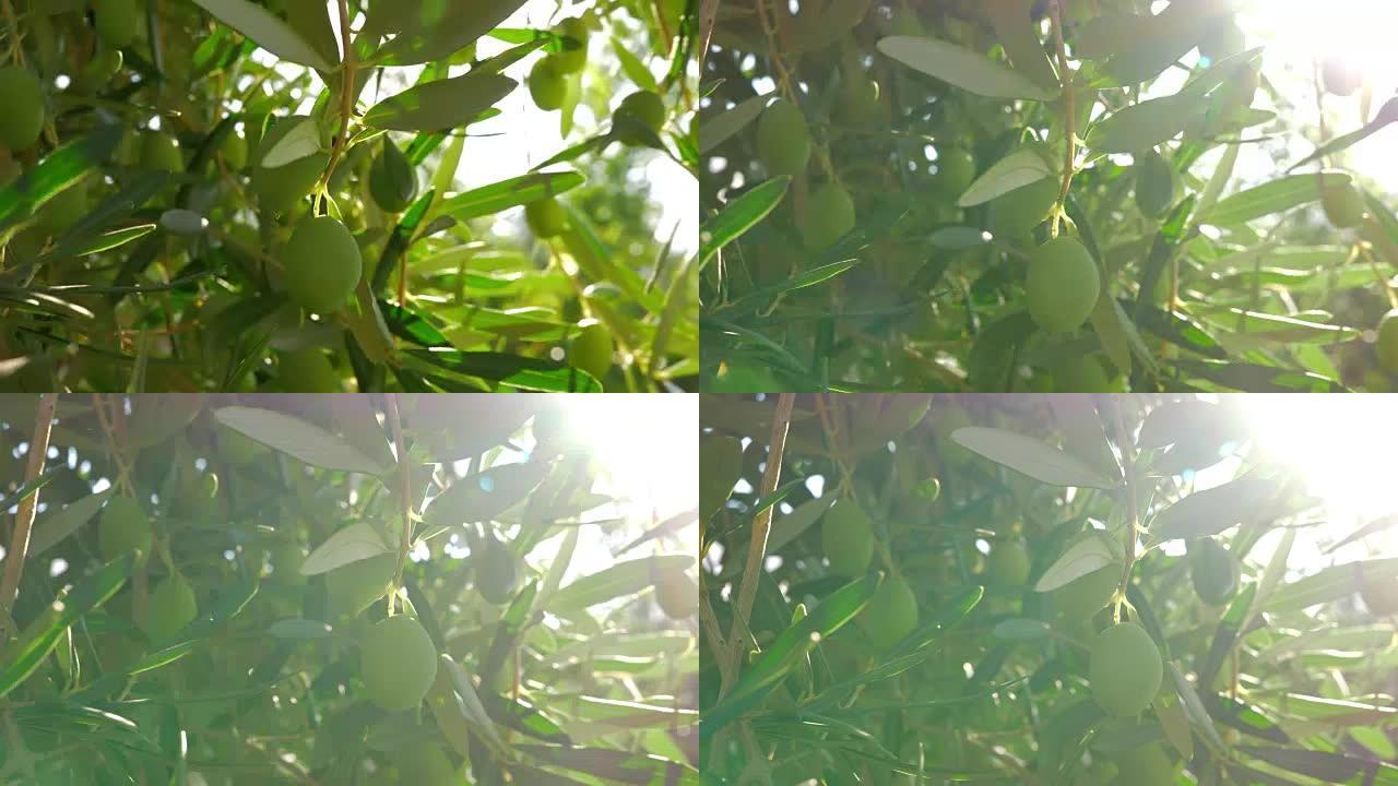 在明亮的阳光下用绿色橄榄树枝