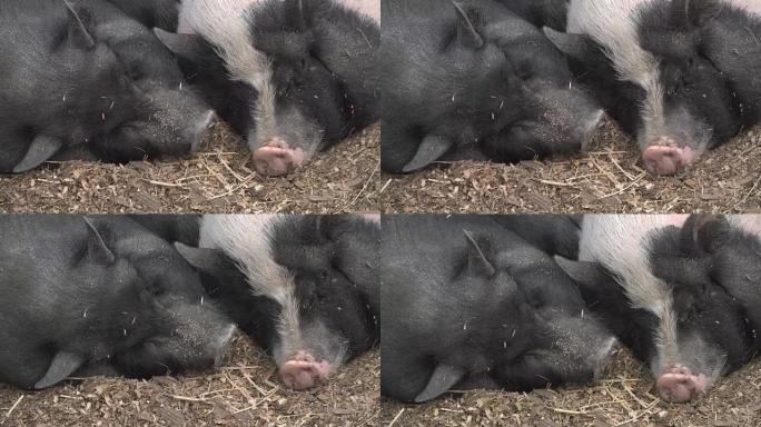 猪。猪在睡觉