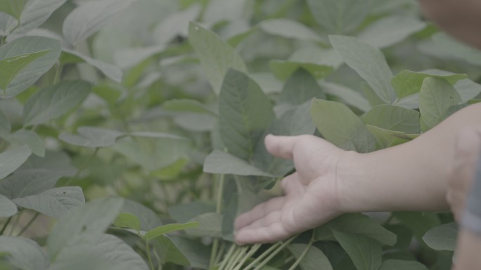 摘野菜 野菜 野菜 山菜 灰度 露营