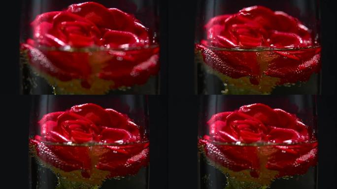 红色玫瑰花蕾躺在一杯香槟中。黑色背景。特写