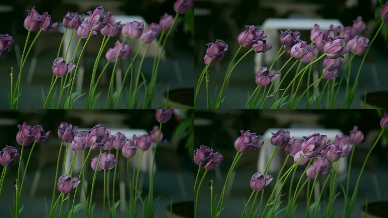 慢慢地，特写，紫色郁金香随风摆动