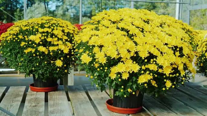 木制柜台上有黄色菊花的盆。植物苗圃，花卉销售概念