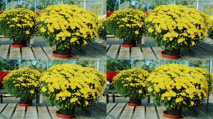 木制柜台上有黄色菊花的盆。植物苗圃，花卉销售概念