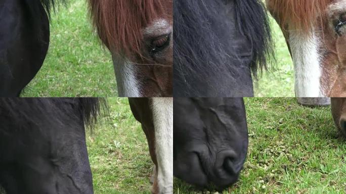 Horses on the ranch eat dry food. Portrait of a ho