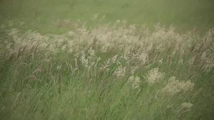 被夏风感动的苜蓿栽培田