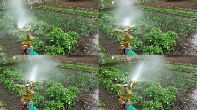 花园里的自动洒水器。没有摄像机移动。