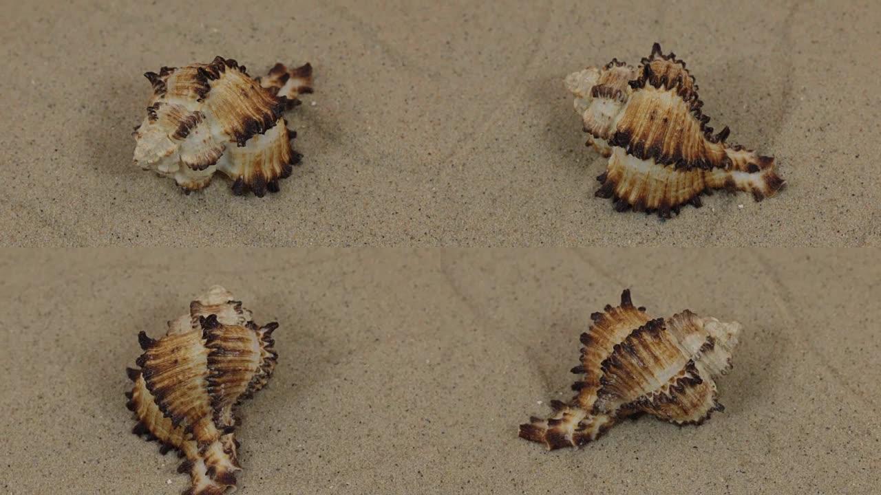 躺在沙丘上的美丽贝壳的旋转