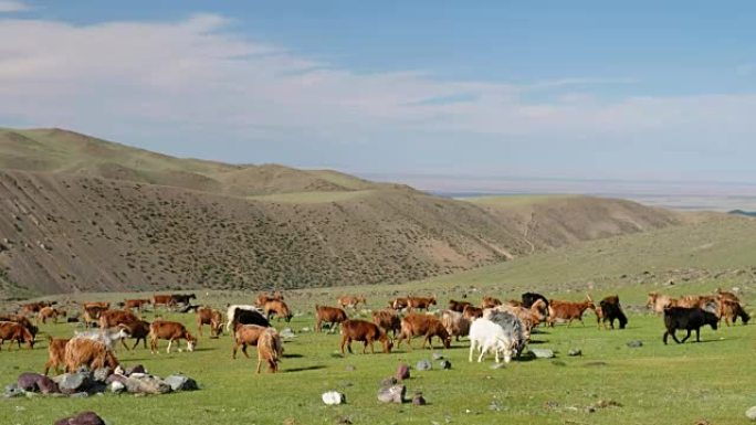 在蒙古国西部察格杜尔特天然山区的草原上放牧的山羊