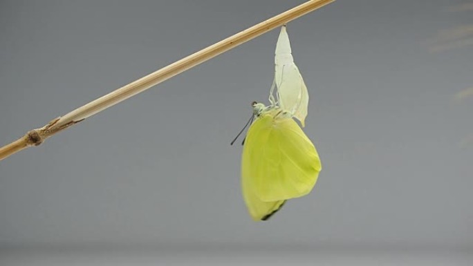 新出生的黄蝴蝶从蛹