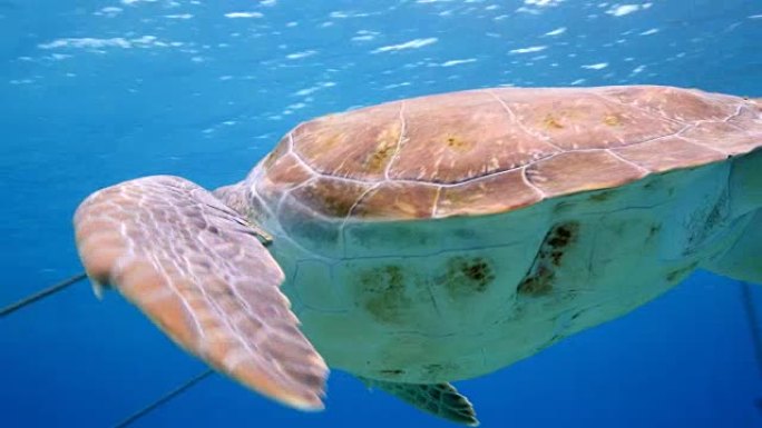 绿海龟在库拉索岛周围加勒比海珊瑚礁的浅水中游泳