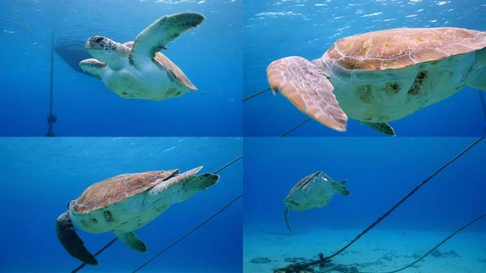 绿海龟在库拉索岛周围加勒比海珊瑚礁的浅水中游泳