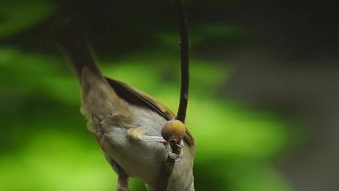 菲律宾玛雅人或欧亚树麻雀或通过人montanus perch on twig