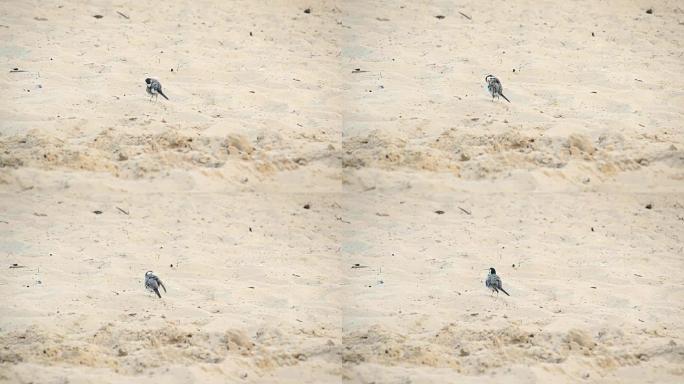 白色的wagtail站在沙滩上，清洁羽毛并摆动尾巴