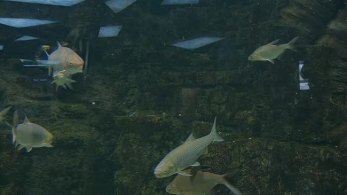 不同的鱼在巨大的水族馆游泳