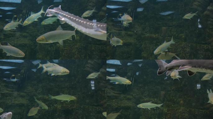 不同的鱼在巨大的水族馆游泳