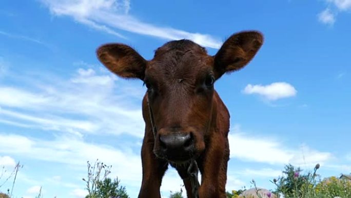 灰色的小牛在天空背景的草地上吃草，闻到相机的味道。慢动作