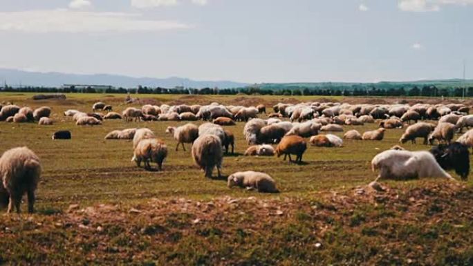 成群的绵羊和公羊在田里放牧。农业工业。