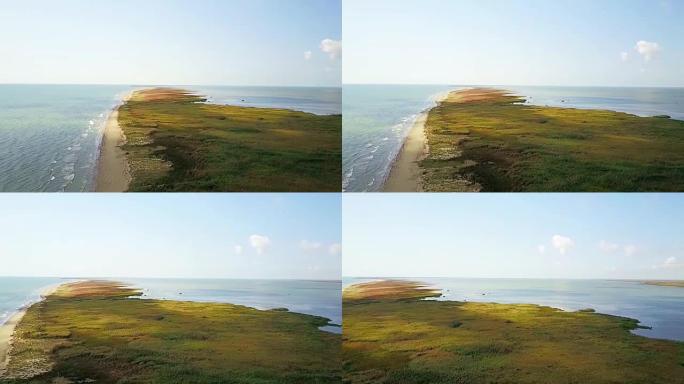 黑海沿岸的野景，东欧，长条土地覆盖着芦苇和特定的湿地植被，沙滩上的鸟类，将海洋与多瑙河三角洲地区隔开