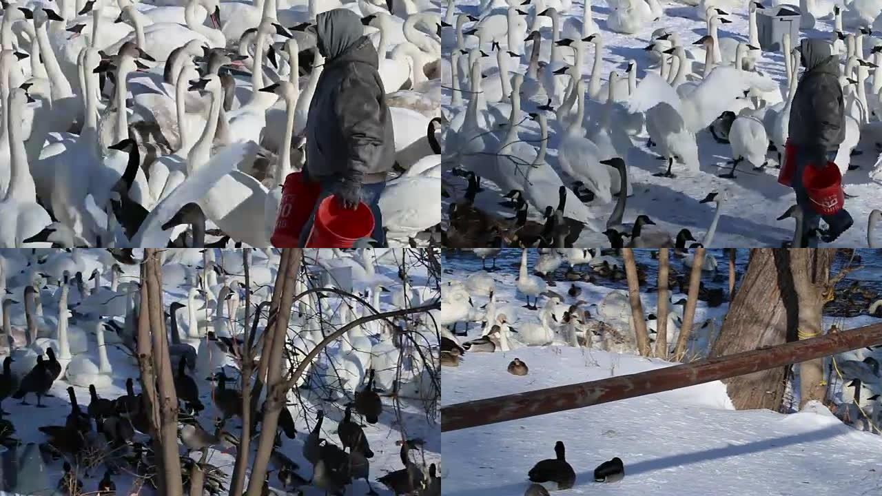 明尼苏达州蒙蒂塞洛/美国-2014年1月: 一名男子在1月期间沿着明尼苏达州蒙蒂塞洛的密西西比河喂一