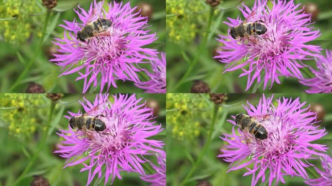 Close-up of a bee perched on a freshly bloomed thi