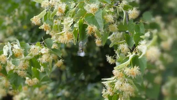 绿枝上的菩提树花。夏季开花季节。芳香疗法和青柠茶