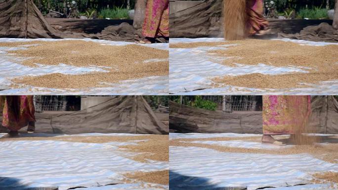 农民在阳光下将稻田撒在篷布上晾干几天