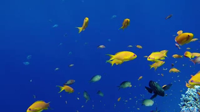 令人惊叹的珊瑚礁世界。美丽的珊瑚花和热带鱼。