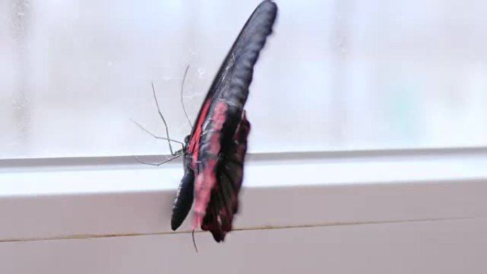 美丽的红色黑色蝴蝶在室内的窗户附近以慢动作挥舞着翅膀